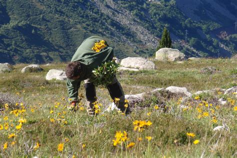 Cueillette de plantes en Sicile