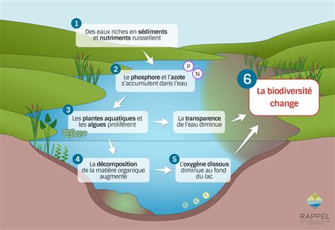 Schéma expliquant l'eutrophisation des eaux