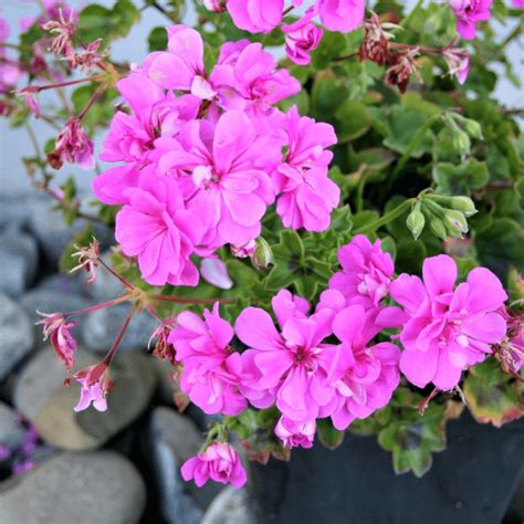 Géranium royal en pleine floraison