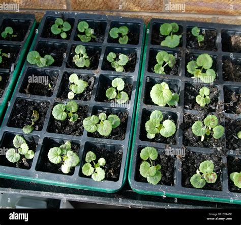 Semis de graines de géranium