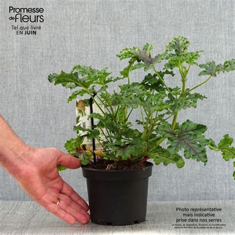 Géranium royal préparé pour l'hiver
