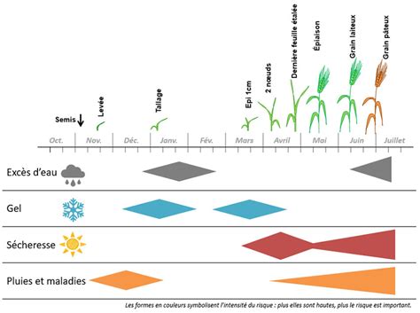 Graphique comparatif des rendements de différentes variétés de blé