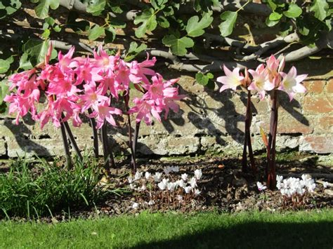 Amaryllis belladonna en pleine floraison dans un jardin ensoleillé