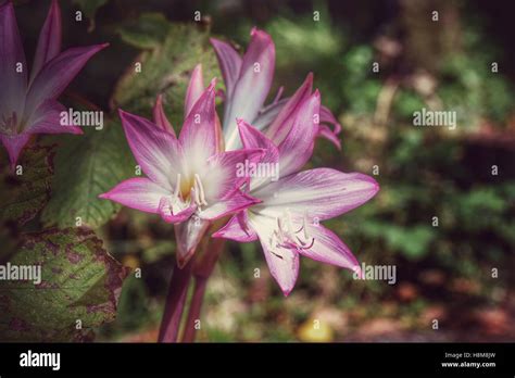 Variétés d'Amaryllis belladonna aux fleurs roses et blanches