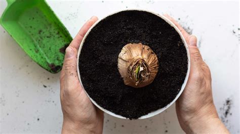 Bulbe d'amaryllis présentant des signes de pourriture grise