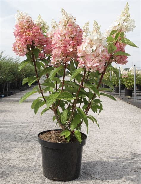 Hortensia 'Pinky Winky' en pleine floraison