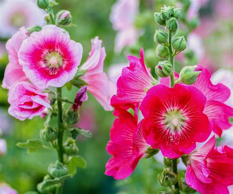 Photographie de diverses fleurs de bordure, incluant des roses trémières et des asters