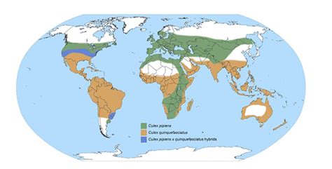 Carte de répartition des Coprosma en Océanie