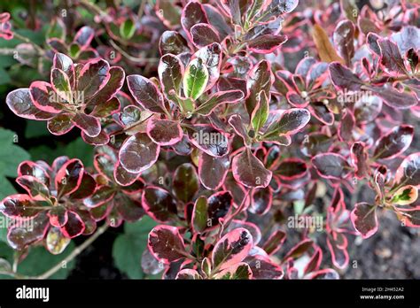 Panaché de couleurs des feuilles de Coprosma