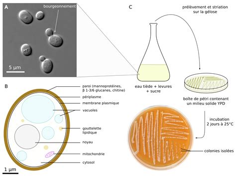 Schéma de l'action du biocontrôle par les levures