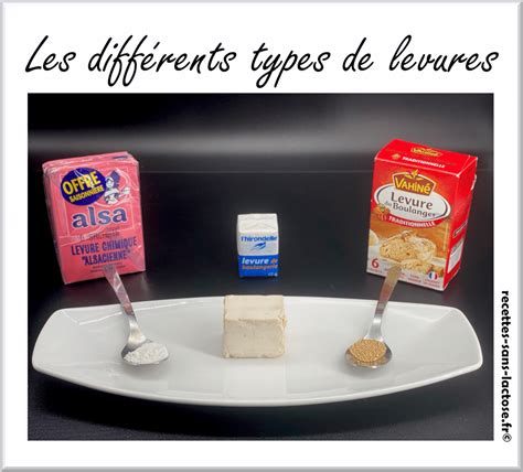 Infographie sur les différents types de levures et leurs applications