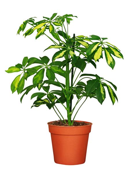 Schéma des différentes espèces de Schefflera utilisées en bonsaï