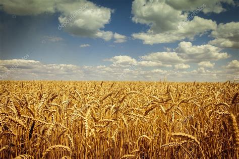 Champ de blé mûr en France