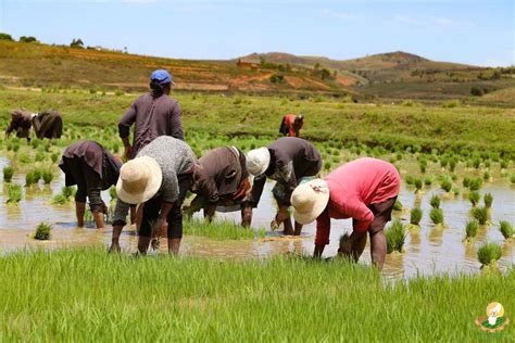 Agriculteurs examinant des cultures dans un champ en Afrique