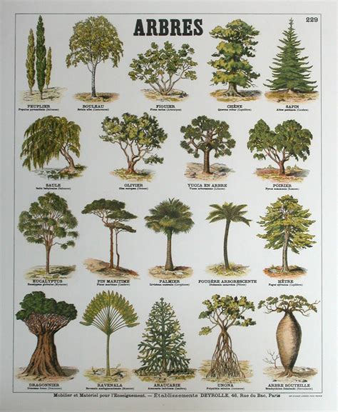 Photo d'un arboretum avec différentes espèces d'arbres