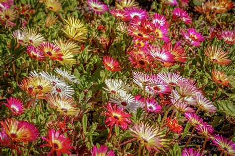 Variétés de Delosperma