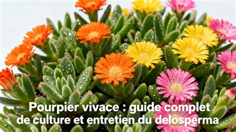 Entretien du Delosperma