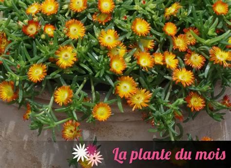 Idées d'associations avec le Delosperma