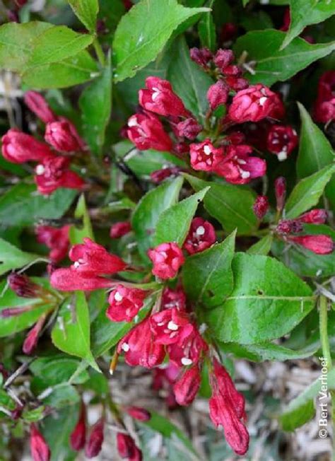 Schéma des dimensions d'un Weigelia 'All Summer Red' adulte