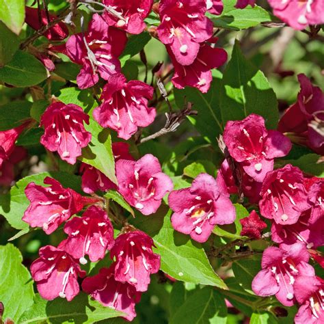 Schéma illustrant les différentes coupes de taille sur un Weigelia