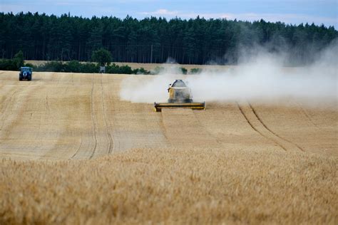 Champ de petits pois avec une moissonneuse-batteuse