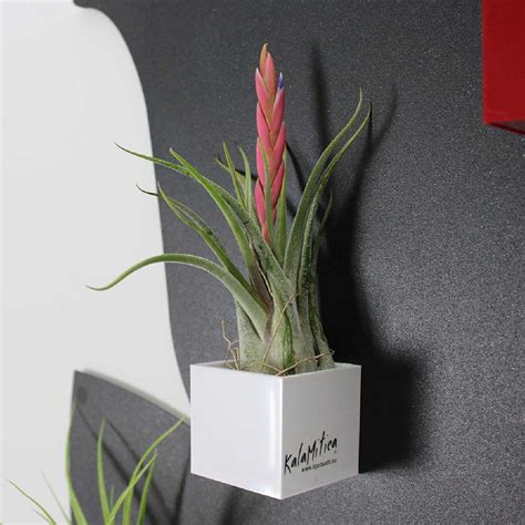 Image d'un Tillandsia poussant sans terre, peut-être dans un cube magnétique KalaMitica