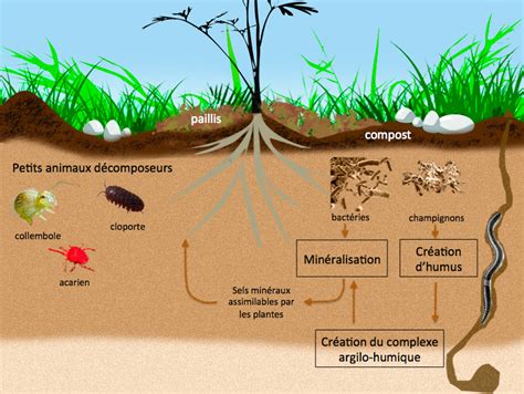 Schéma illustrant la décomposition des feuilles et la formation de l'humus