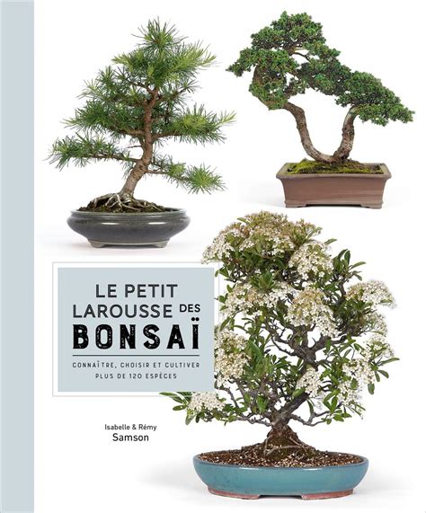 Calendrier de rempotage pour différentes espèces de bonsaïs