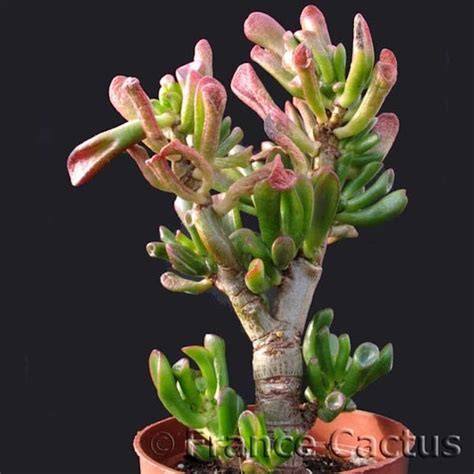 Crassula ovata 'Gollum' avec ses feuilles tubulaires