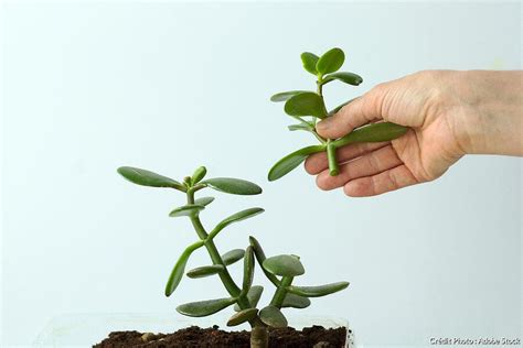 Étapes de bouturage d'une Crassula