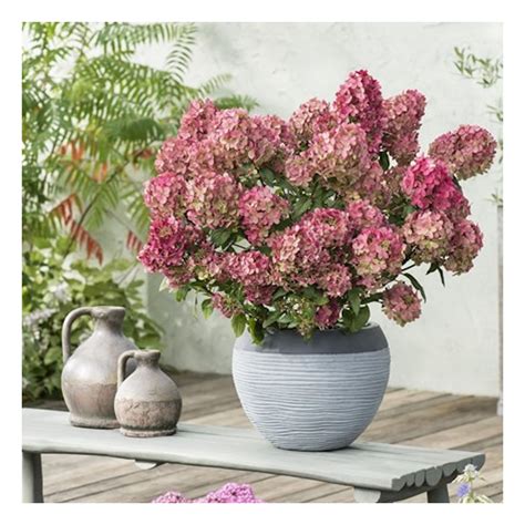 Palette de couleurs changeantes des fleurs de l'Hydrangea paniculata Petite Star du vert au rouge