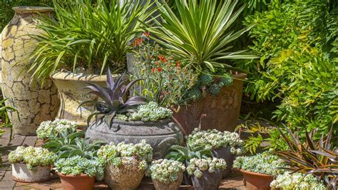 Un verger miniature sur une terrasse ensoleillée avec divers pots en terre cuite