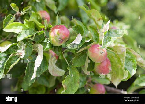 Gros plan sur des pommes Gala mûres et brillantes sur un arbre nain