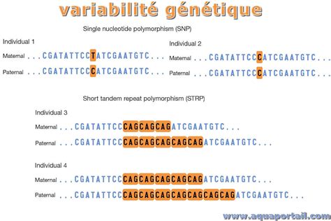 Schéma illustrant la variabilité génétique d'une population