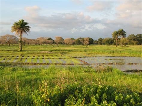 Paysage agricole urbain au Sénégal