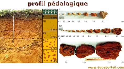 Profil pédologique d'un sol des Niayes