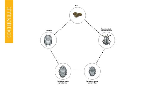 Schéma illustrant le cycle de vie d'une cochenille : de la larve mobile à l'adulte fixé sous son bouclier protecteur
