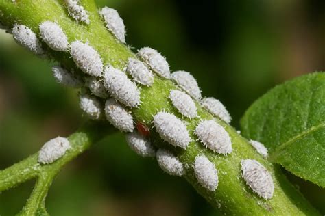 Photo macro montrant des cochenilles fixées le long d'une nervure de feuille