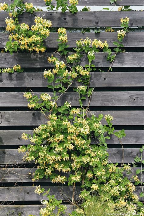 Chèvrefeuille grimpant sur une treille de jardin