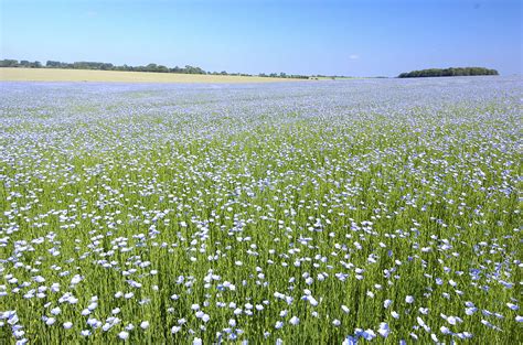 Champ de lin en fleur dans une plaine agricole
