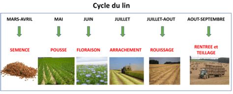 Schéma illustrant le processus de transformation du lin, de la récolte au paillage
