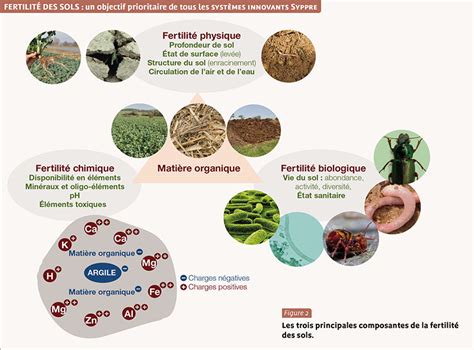 Comparaison entre les sols enrichis par compost et les méthodes de brûlis traditionnels