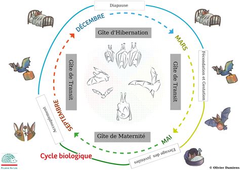 Schéma illustrant le cycle saisonnier d'un bonsaï caduc versus un bonsaï persistant