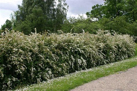 une haie de spirées en pleine floraison printanière avec des rameaux arqués couverts de fleurs blanches