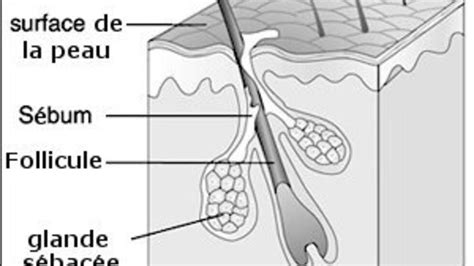 Structure d'un follicule pileux et son innervation
