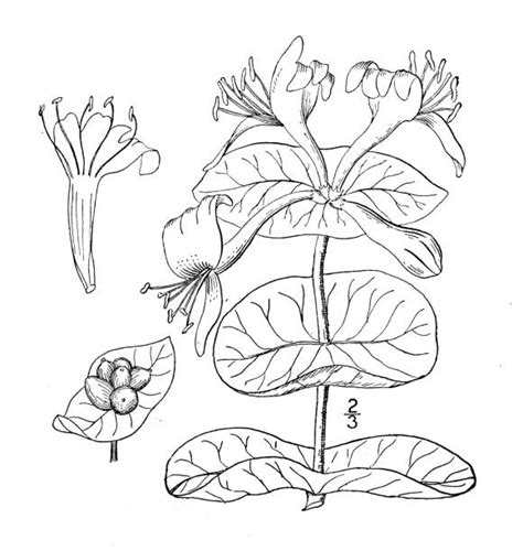 illustration botanique de Lonicera japonica