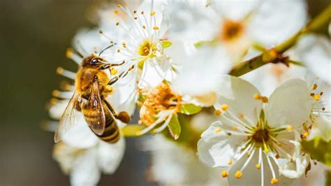 Macro des fleurs de phacélie et d'un insecte pollinisateur