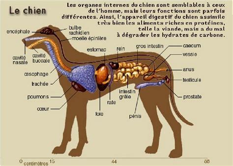 Schéma anatomique du chien mâle avec les testicules mis en évidence