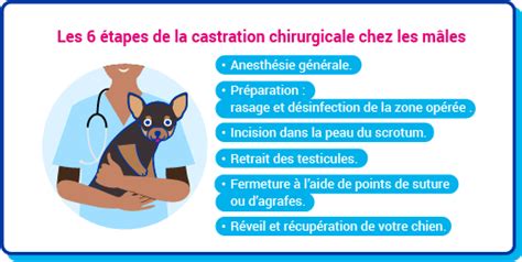 Infographie comparant les comportements d'un chien avant et après castration