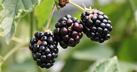 panier rempli de mûres sauvages fraîchement cueillies dans un environnement naturel